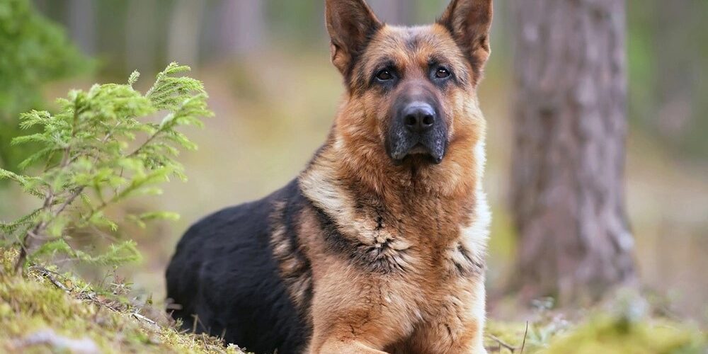 dog-011