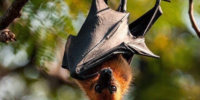 News-Nipah3