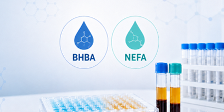 BHBA&NEFA