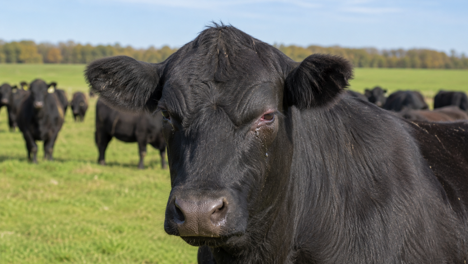 CattlePinkEye